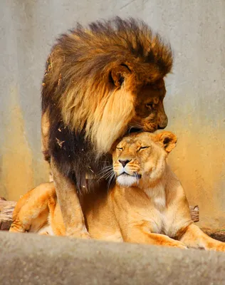 Красивые картинки льва и львицы - 71 фото