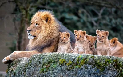 Обои на рабочий стол Лев и львица на природе. Фотограф Andre Villeneuve,  обои для рабочего стола, скачать обои, обои бесплатно