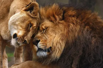 Картинки по запросу лев и львица любовь | Lion love, Lion couple, Animals