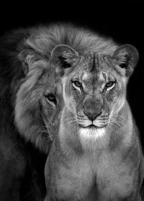 Лев и львица обои на телефон - 57 фото