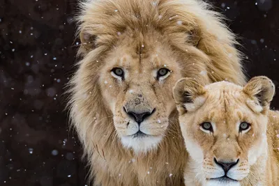 Льва и львицы любовь - картинки и фото koshka.top