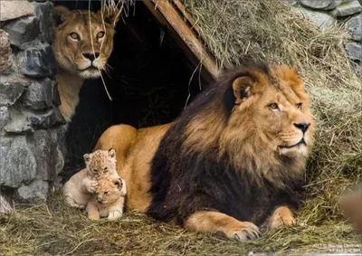 Он приставал, она дала сдачи»: лев и львица устроили драку в Новосибирском  зоопарке | Пикабу