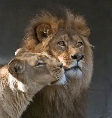 Картинки по запросу лев и львица любовь | Lion love, Animals, Lion couple