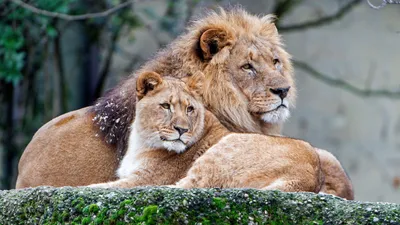 Лев и львица играют на лугу Стоковое Фото - изображение насчитывающей  график, король: 162033212