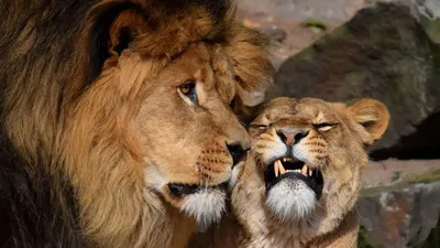 Кто сильнее: лев или львица | Заметки о животных | Дзен