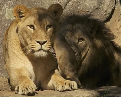 Скачать обои семья, лев, львица, зоопарк, детеныши разрешение 4068x2492  #223111