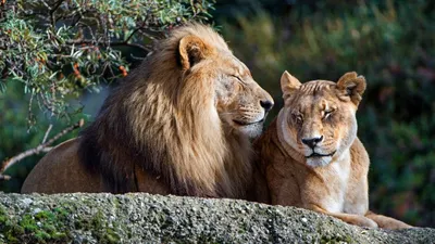Лев и львица стоковое фото. изображение насчитывающей чистка - 111403132
