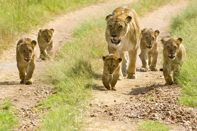 Скачать обои львы, лев, львица, зоопарк, lions разрешение 1280x1024 #49053