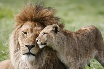 Лев и львица тату | Тату-студия BARIN
