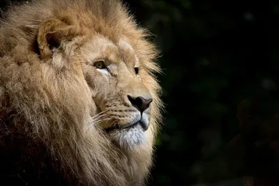 лев стоит на черной спине, картинка льва с цитатами, дизайн, творческий фон  картинки и Фото для бесплатной загрузки