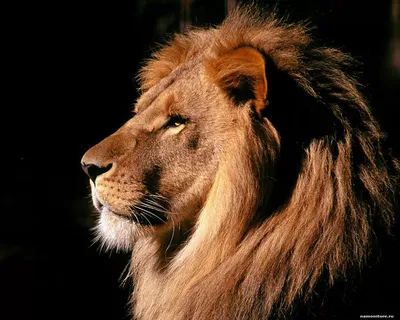 Портрет льва на черном фоне. Лев на черном фоне. Сильный мужчина льва с  шикарной гривой освященной солнцем Стоковое Изображение - изображение  насчитывающей вечер, король: 175932085