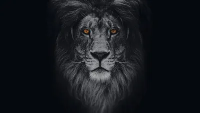 Фотообои Портрет льва на черном фоне артикул Anm-068 купить в Екатеринбурге  | интернет-магазин ArtFresco
