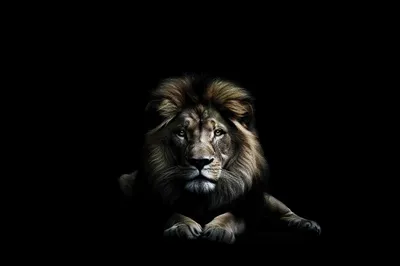 Лев в короне на черном фоне 4k» — создано в Шедевруме