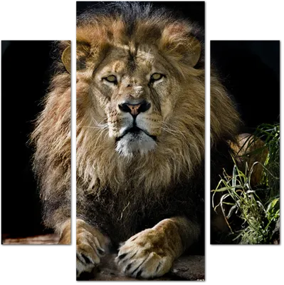 два льва смотрят в камеру на черном фоне, король и королева лев картинка,  король, лев фон картинки и Фото для бесплатной загрузки