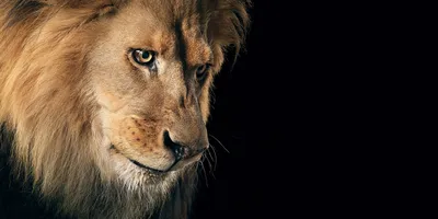 Купить фотообои Лев портрет на черном фоне. Большой взрослый лев с богатой  гривой. 154412864 в интернет-магазине zakagioboi.ru