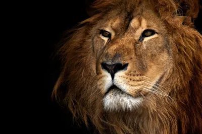 Изображение головы льва на черном фоне. Животный мир. Купить в  Краснодарском крае: Новороссийске, Геленджике