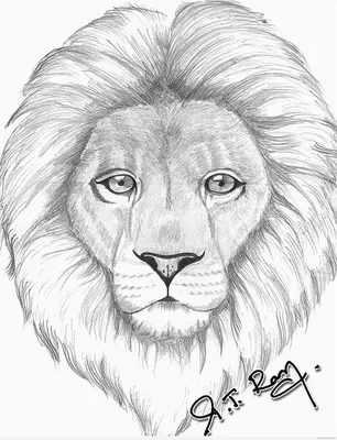 Картинки льва для срисовки морда (44 шт)
