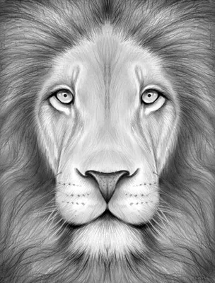 Рисунки льва для срисовки (101 фото)