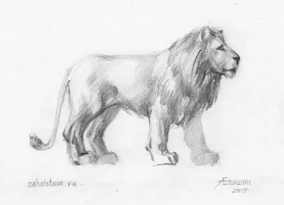 Рисунок льва карандашом | Пикабу