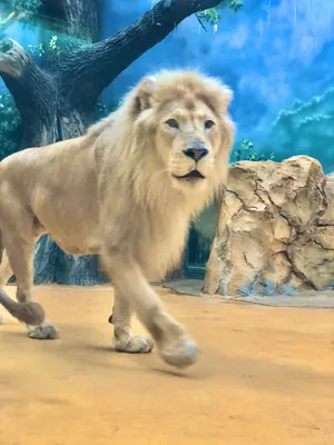 Почему лев - царь зверей? | ОТВЕТЫ НА ЖИЗНЕННЫЕ ВОПРОСЫ | Дзен