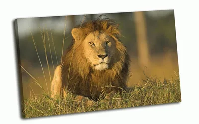 Лев- царь зверей, могучий и сильный! Торт-подарок с величественным зверем  подойдёт доя мужчин любых возрастов.Ведь мужчина как лев - глава… |  Instagram