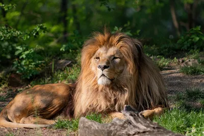 Лев, царь зверей. реалистично» — создано в Шедевруме