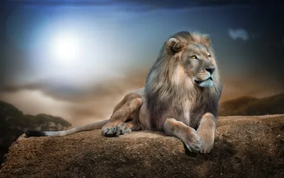 Лев - царь зверей и поистине красавец #лев #статуэткальва  #купитьстатуэткульва #левукраина | Instagram