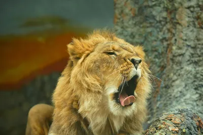 ТЕСТ. Настоящий царь зверей! Что вы знаете о львах? — Teletesto: тесты,  викторины и видео для самых любопытных