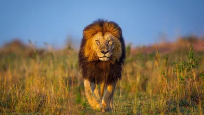 Лев — царь среди зверей» — создано в Шедевруме