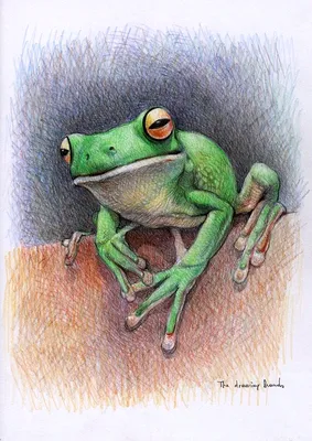 Рисунки лягушки для срисовки (49 фото)