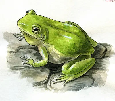 Рисунки для срисовки лёгкие лягушка (45 шт)