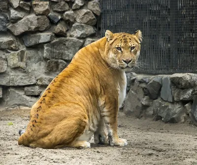 Геркулес – самая большая кошка на земле: весит больше 4 центнеров, есть 9  кг мяса в день | Ваша Планета | Дзен