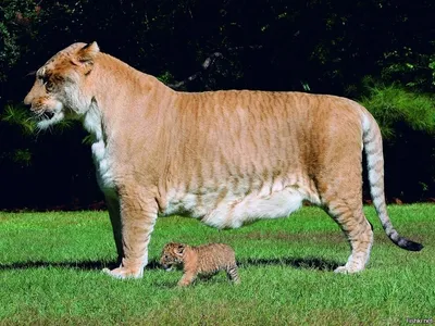 Реальные гибриды животных: лигр и тигон. Что это за животные? | Животный  друг :) | Дзен