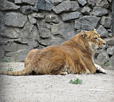 Единственный дальневосточный лигр переехал в сафари-парк Приморья -  Рамблер/новости