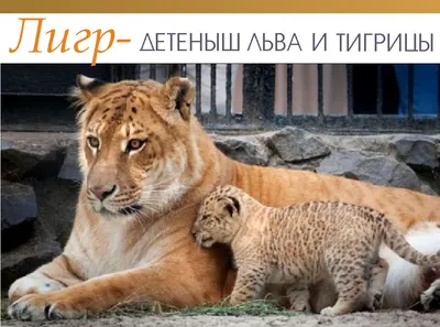 Вспоминаем, какой был лигрица Зита в Новосибирском зоопарке май 2019 г. -  25 мая 2019 - НГС.ру
