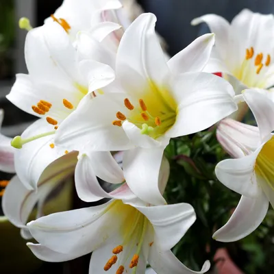 красивые белые лилии на черном фоне с белыми цветами на листьях, картинки  белых лилий, Лили, цветок фон картинки и Фото для бесплатной загрузки