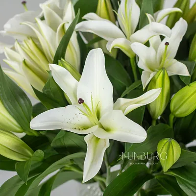 Белые лилии в коробке размера L (29 лилий) - купить в интернет-магазине  Rosa Grand