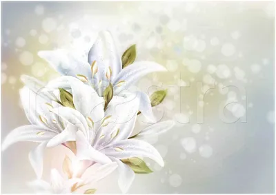 Красивые лилии на белом фоне :: Стоковая фотография :: Pixel-Shot Studio