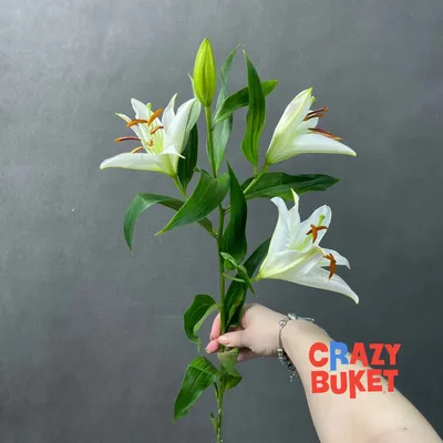 Белые крупные лилии 90-100см (поштучно) купить с доставкой в СПб