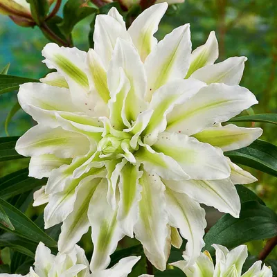 цветы лилии минимализм | White lily flower, Flower aesthetic, Flower  arrangements