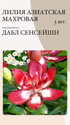 Лилия \"Leichtlinii\" (Лейхтлина) - Саженцы лилий - купить недорого лилии в  Москве в интернет-магазине Сад вашей мечты