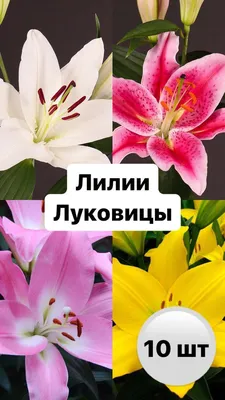 Лилии | Букеты | Цветы