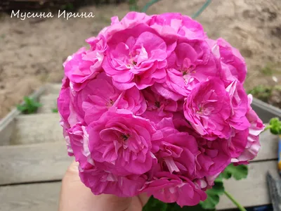 Лиловые розы :: Попкова Александра – Социальная сеть ФотоКто