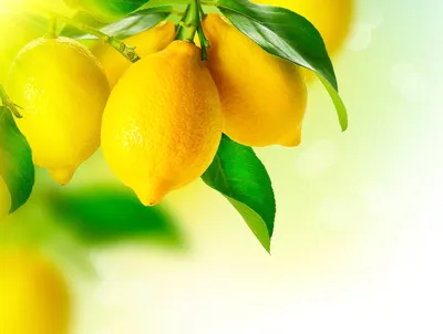 Обои лед, лимон, апельсин, цитрус, lemon, ice, orange, citrus картинки на  рабочий стол, раздел еда - скачать | Идеи для блюд, Рецепты с лимоном, Еда
