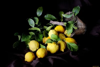 Картинки на тему #Лимон - в Шедевруме