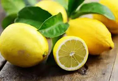 Пересадка лимонного дерева: улучшение условий произрастания растения -  Lechuza.Moscow