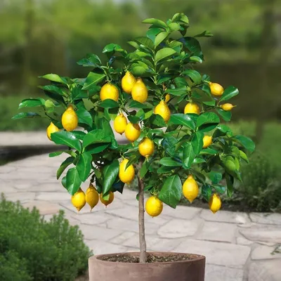 Лимон Спатафора - комнатное растение с доставкой купить в СПб - Цитрус Микс  Экзотика 🍋