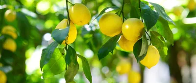 Лимон борется с грибковыми инфекциями и полезен для здоровья сердца -  АЗЕРТАДЖ