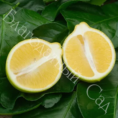 Дерево лимона | Pavlovolimon