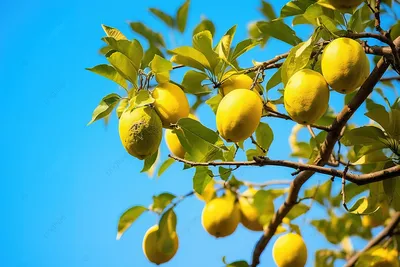 Мармелад Мармеландия Дольки лимонные, 250г - купить с доставкой в Самаре в  Перекрёстке